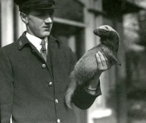 Custode Leslie Flewin che tiene un Grison, Zoo di Londra, 1923